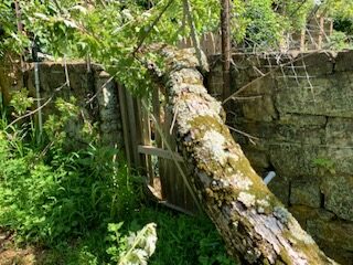 Fallen silver maple trunk resting against the damaged stone wall and gate