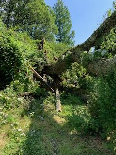 The ninety-year-old silver maple that split at its base